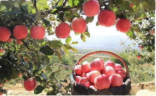 现在栽培种植苹果有前途吗 关键要做到 一清一明 并防范 三大陷阱