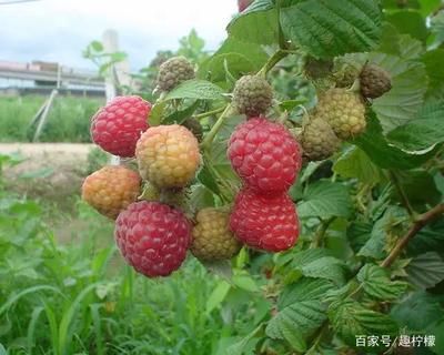 目前风靡世界的“第3代水果”,国际市场黄金水果,栽植1年结果