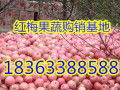 【代办精品-山东苹果种植基地_山东精品苹果种植基地价格|图片】-