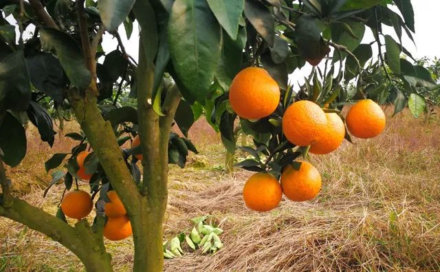 引进埃及糖橙水果种植,由种植大户陈铁夫牵头成立"帝甘果业.